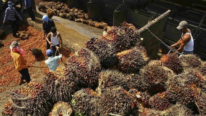Harga Minyak Sawit Mentah Naik, Ini Penjelasan Disbun Riau Harga Minyak Sawit Mentah Naik, Ini Penjelasan Disbun Riau