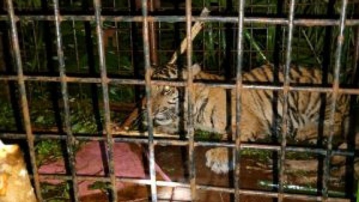 Di Pelalawan Anak Harimau Masuk Perangkap BKSDA Riau