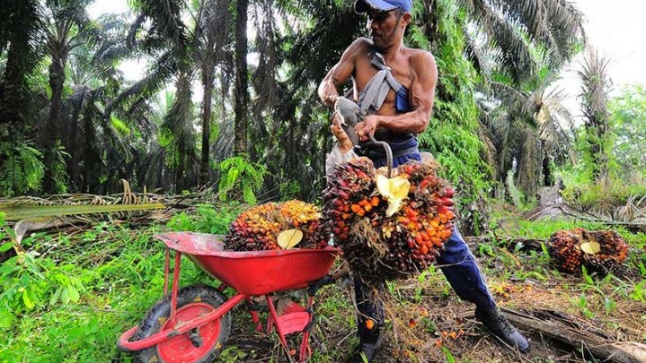 Harga TBS di Riau Sepekan ke Depan Naik Tipis Harga TBS di Riau Sepekan ke Depan Naik Tipis