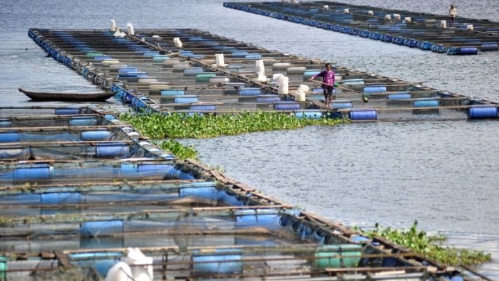 Kondisi Danau Maninjau Meprihatinkan, Bupati Agam Tak Ingin Keramba Jaring Dihabiskan