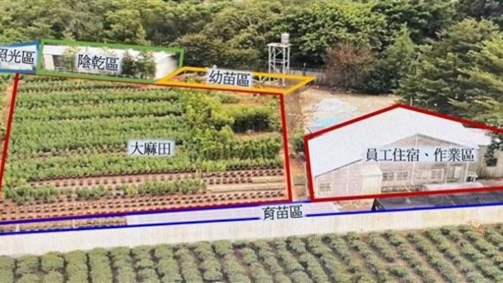 Penemuan Ladang Ganja Terbesar, Taiwan Mendakwa 6 Pekerja Ilegal Asal Indonesia Penemuan Ladang Ganja Terbesar, Taiwan Mendakwa 6 Pekerja Ilegal Asal Indonesia