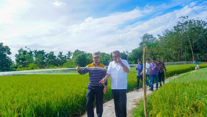 Pj Bupati Kampar dan Anggota DPR RI Tinjau Lahan Padi Berteknologi IPAT BO