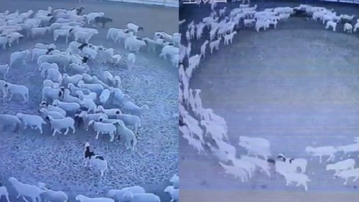 Ratusan Domba Jalan Berputar-putar Selama 12 Hari Tanpa Henti, Penyebab Masih Misteri