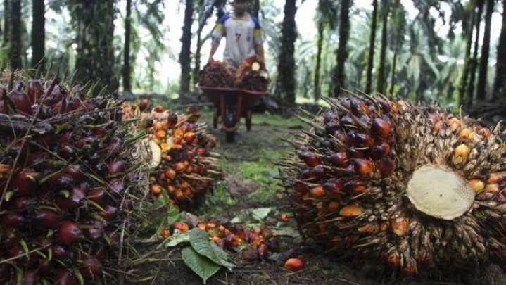 Sepekan ke Depan Harga Jual Sawit di Riau Turun Tipis Sepekan ke Depan Harga Jual Sawit di Riau Turun Tipis
