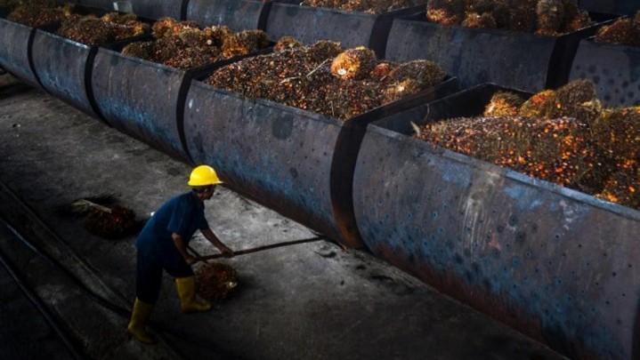 Harga Minyak Sawit Mentah Naik Lagi Harga Minyak Sawit Mentah Naik Lagi