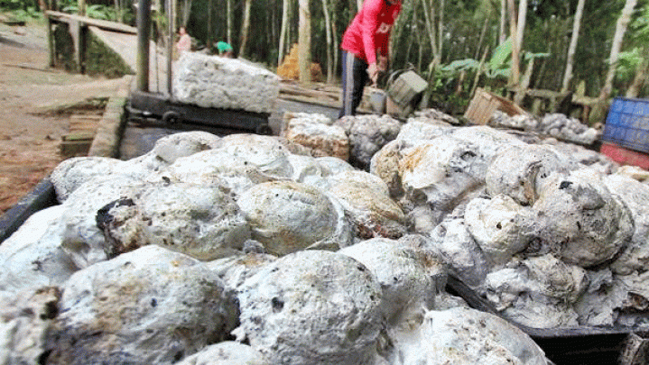 Berikut Info Harga Jual Bahan Olahan Karet di Riau Pekan Ini Berikut Info Harga Jual Bahan Olahan Karet di Riau Pekan Ini