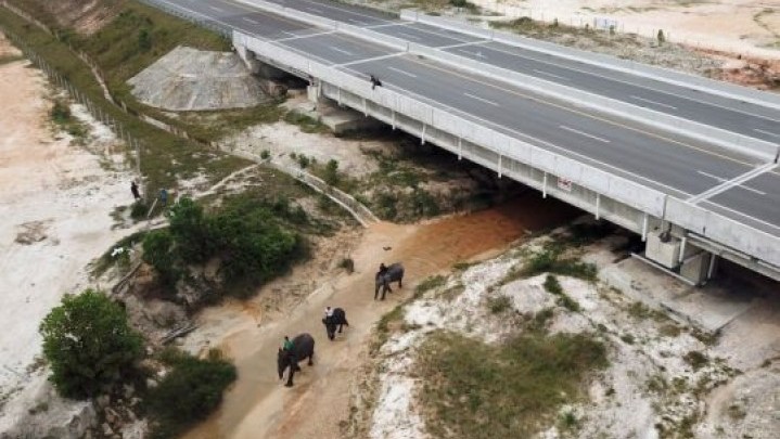 Kalung GPS Dipesan HK Cegah Gajah Masuk Tol Permai Kalung GPS Dipesan HK Cegah Gajah Masuk Tol Permai