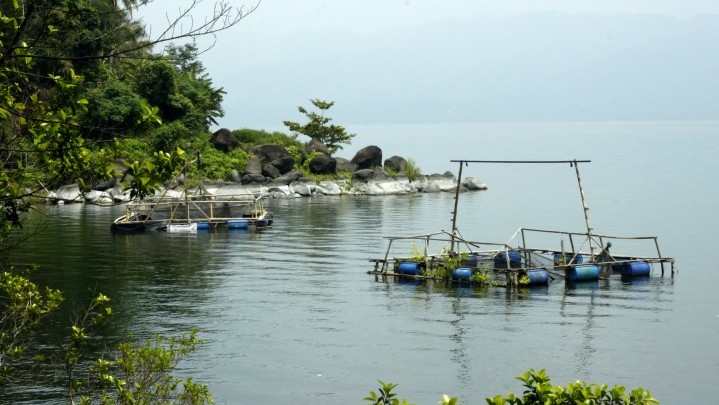 Diambang Kepunahan, Sehari 25 Ton Ikan Bilih Ditangkap di Danau Singkarak