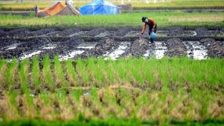 Program Baja Sawah Gratis, Diklaim Bupati Tanah Datar Sudah Capai 3.720 Hektar