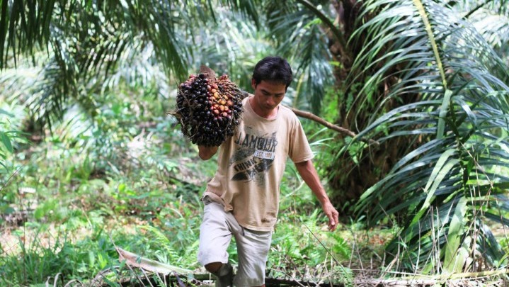 Alhamdulillah, Harga Sawit di Riau Sepekan ke Depan Naik Alhamdulillah, Harga Sawit di Riau Sepekan ke Depan Naik