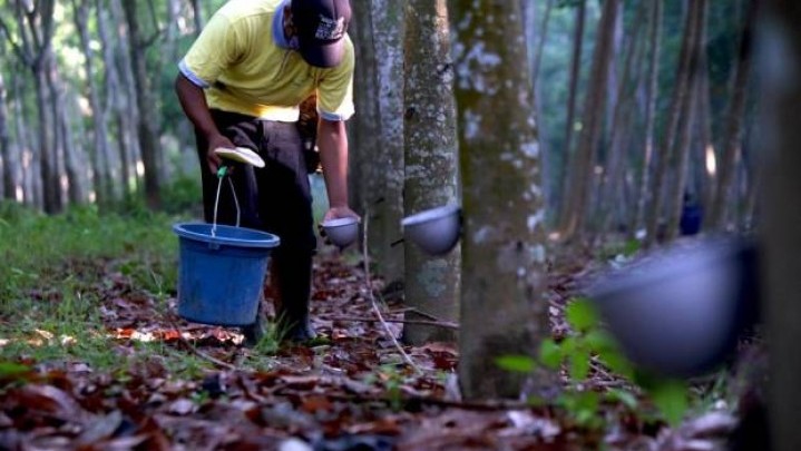 Di Riau Harga Karet Pekan Ini Turun Di Riau Harga Karet Pekan Ini Turun
