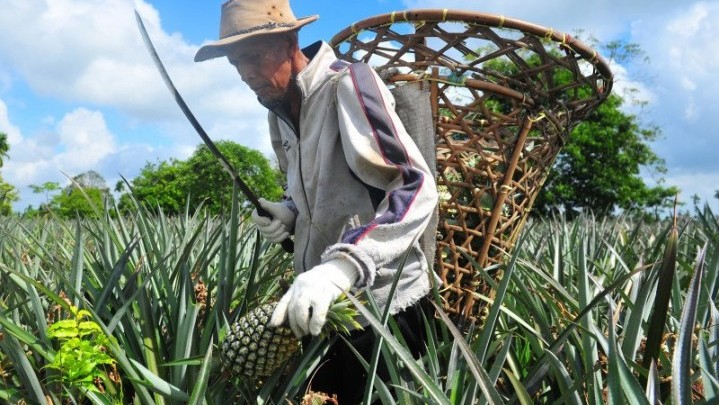 Data BPS: Kenaikan Nilai Tukar Petani Riau 5,64 Persen