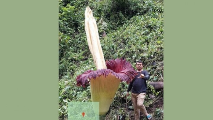 Bunga Bangkai Raksasa Ditemukan di Agam Sumbar Bunga Bangkai Raksasa Ditemukan di Agam Sumbar