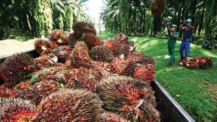 DBH Kelapa Sawit, Ada Potensi Pendapat Riau Bertambah Triliunan Rupiah DBH Kelapa Sawit, Ada Potensi Pendapat Riau Bertambah Triliunan Rupiah