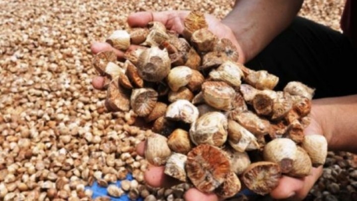 Pinang Kering di Riau Dihargai Rp9.300 per Kg Pinang Kering di Riau Dihargai Rp9.300 per Kg