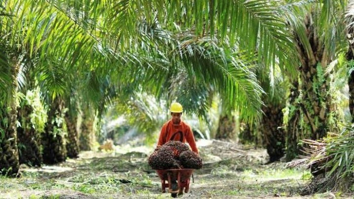 Pemprov Riau Akui Izin Perusahaan Kelapa Sawit Banyak Masalah Pemprov Riau Akui Izin Perusahaan Kelapa Sawit Banyak Masalah