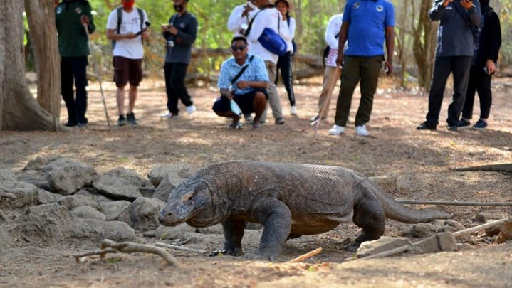 Tiket Masuk Pulau Komodo Rp3,75 Juta Akhirnya Batal