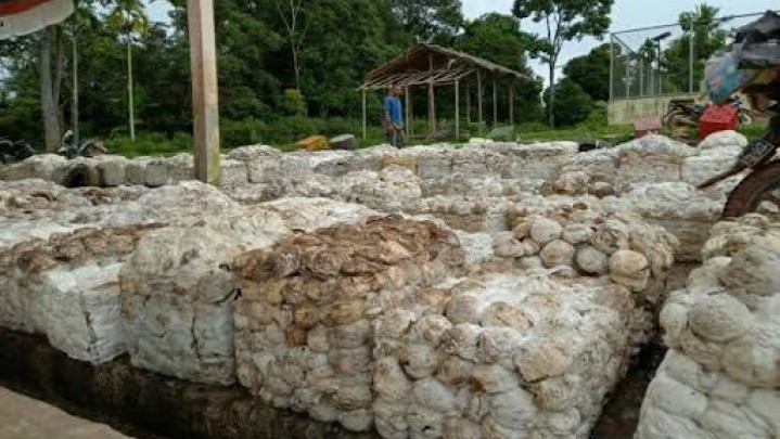 Pekan Ini Harga Jual Karet ke Pabrik di Riau Naik