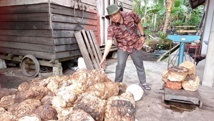 Berikut Harga Bahan Olahan Karet di Wilayah Riau Sepekan ke Depan