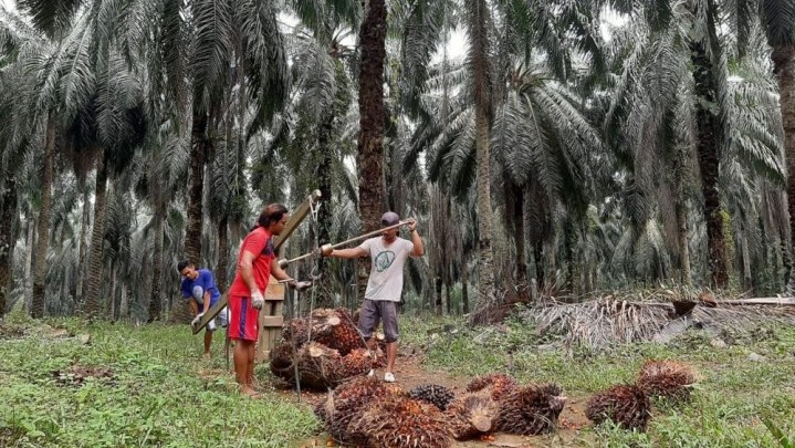 Sepekan ke Depan Harga TBS di Riau Turun Tipis, Ini Penyebabnya Sepekan ke Depan Harga TBS di Riau Turun Tipis, Ini Penyebabnya