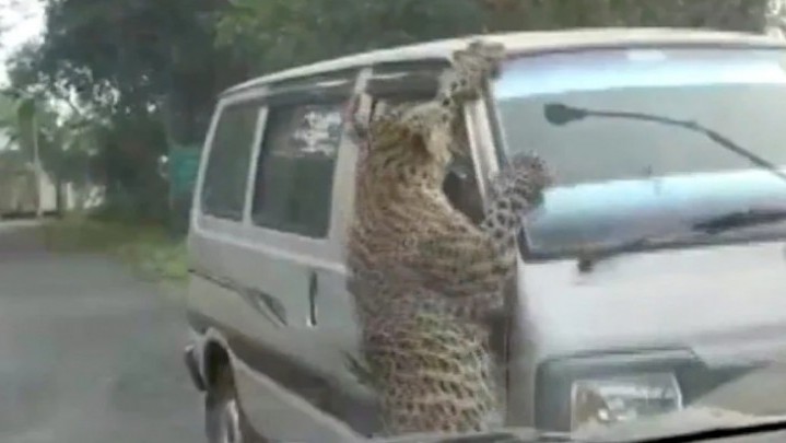 Macan Tutul Liar Serang Pemukiman, 15 Orang Luka-luka Macan Tutul Liar Serang Pemukiman, 15 Orang Luka-luka