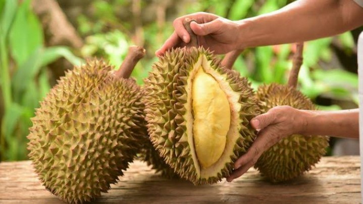Pemprov Sumbar akan Lakukan Sensus Durian Pemprov Sumbar akan Lakukan Sensus Durian