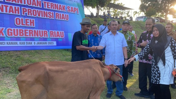 269 Kelompok Peternak di Riau Dapat 1.883 Ekor Sapi Madura 269 Kelompok Peternak di Riau Dapat 1.883 Ekor Sapi Madura