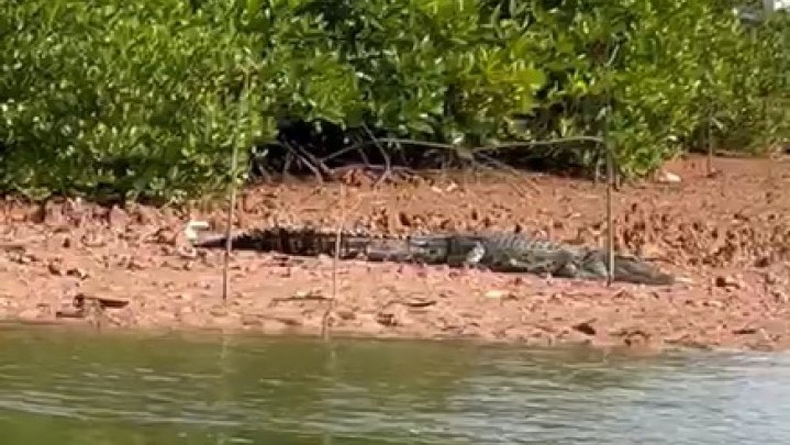 Warga Pesisir Tanjungunggat dan Seijang Diminta Waspada Usai Penampakan Buaya Warga Pesisir Tanjungunggat dan Seijang Diminta Waspada Usai Penampakan Buaya