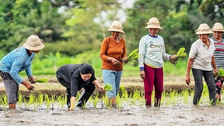 Tanam Padi Maju Diklaim Puan Tiru Ibu-ibu Petani, Istilahnya Namju