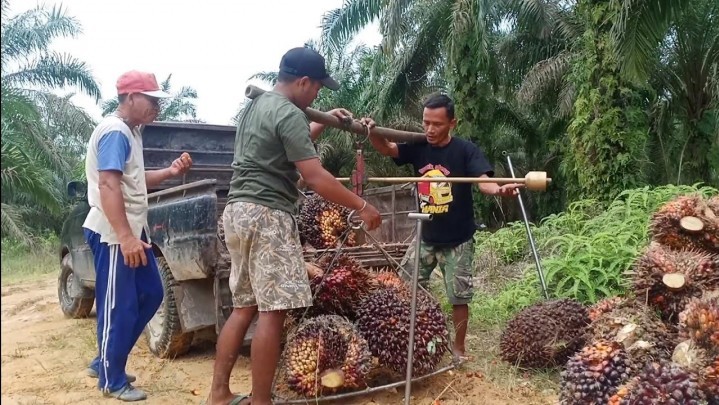 Sepekan ke Depan Harga Sawit di Riau Turun Tipis