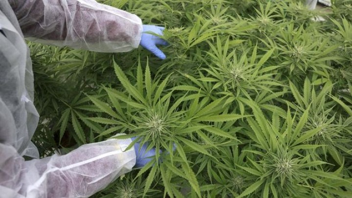 Kepala BNN: Saya Tak Akan Pernah Setuju Ganja Medis