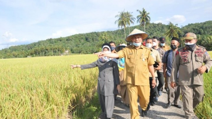 Ratusan Hektar Sawah di Solok Tak Miliki Irigasi Akibat Longsor Ratusan Hektar Sawah di Solok Tak Miliki Irigasi Akibat Longsor
