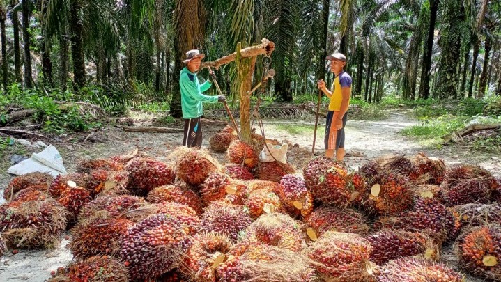 Sepekan ke Depan Harga Sawit di Riau Turun Sepekan ke Depan Harga Sawit di Riau Turun
