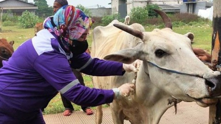 Distankan Klaim Tidak Ada Kasus Sapi Ngorok di Pekanbaru Distankan Klaim Tidak Ada Kasus Sapi Ngorok di Pekanbaru