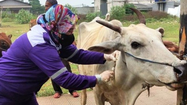 Distankan Klaim Tidak Ada Kasus Sapi Ngorok di Pekanbaru