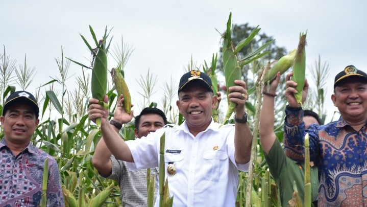 Panen Jagung Manis Desa Pulau Birandang, Pj. Bupati Kampar Arahkan Cipta Desa Ekowisata dan Desa Tematik Panen Jagung Manis Desa Pulau Birandang, Pj. Bupati Kampar Arahkan Cipta Desa Ekowisata dan Desa Tematik