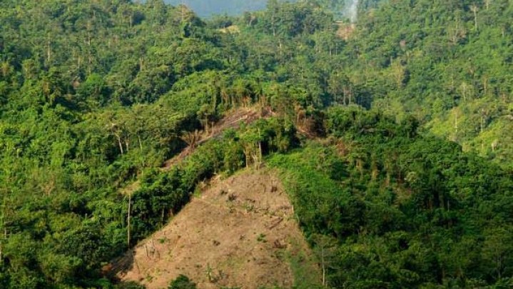 Tahun Ini Menteri LHK Bakal Tetapkan 26,1 Juta Ha Kawasan Hutan Tahun Ini Menteri LHK Bakal Tetapkan 26,1 Juta Ha Kawasan Hutan