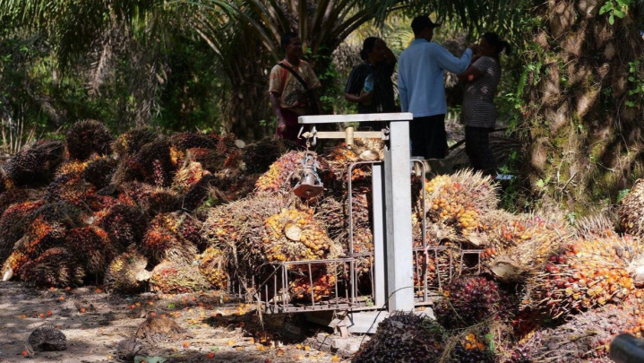 Harga Sawit di Riau Sepekan ke Depan Turun