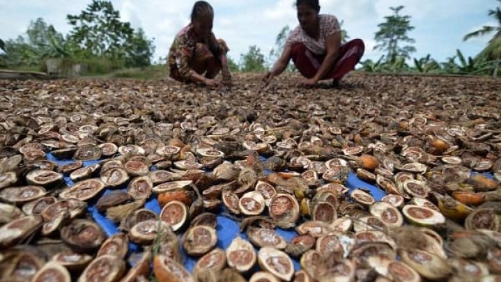 Pekan Ini Harga Pinang Kering di Riau Rp9.717 per Kg