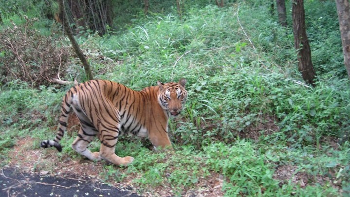 Ahli Teliti Perilaku Harimau Sumatera Tak Takut Manusia Lagi