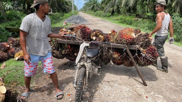 Kabar Baik, Harga Sawit di Riau Sepekan ke Depan Naik