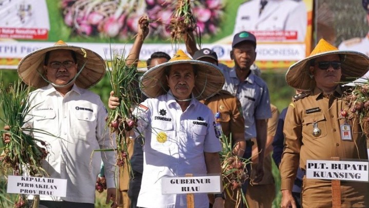 Kuansing Ukir Sejarah Daerah Penghasil Bawang Merah di Riau Kuansing Ukir Sejarah Daerah Penghasil Bawang Merah di Riau