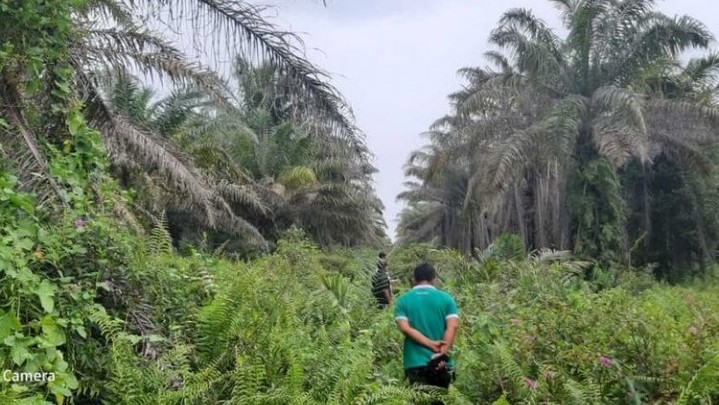 Penegasan Gubri: Percepat Status Legalitas Kebun Sawit Masyarakat Riau