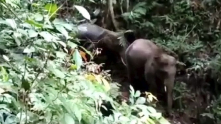 Gajah Sumatera Terlihat di Hutan Sumbar Setelah Puluhan Tahun