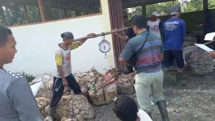 Ini Info Harga Karet di Riau Sepekan ke Depan