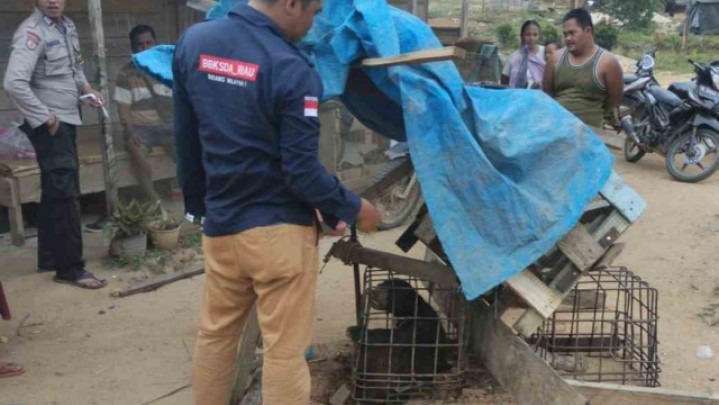 Di Pemukiman Warga Batang Cenaku Beruang Madu Berkeliaran