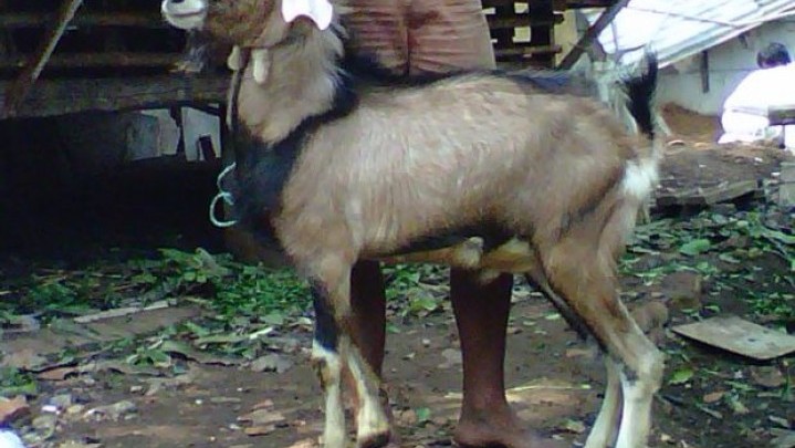 Polisi Bekuk Komplotan Spesialis Pencuri Kambing di Padang