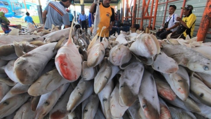 11 Ribu Ton Kebutuhan Ikan Warga Batam Tidak Terpenuhi