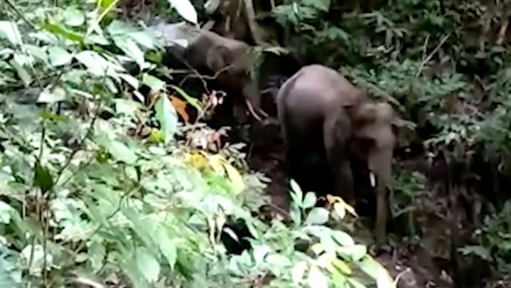 Dua Gajah Sumatera yang Sempat Terlihat di Sumbar Sudah Kembali ke Riau