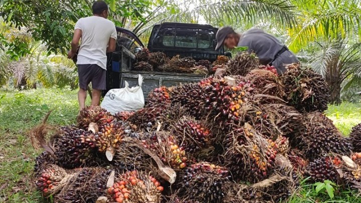 Kabar Baik, Harga Sawit di Riau Sepekan ke Depan Naik Kabar Baik, Harga Sawit di Riau Sepekan ke Depan Naik